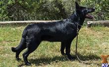 german shepherd puppy posted by Yosemite _Shepherds